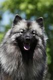 SPITZ LOUP 036